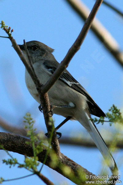 Northern Mockingbirdadult