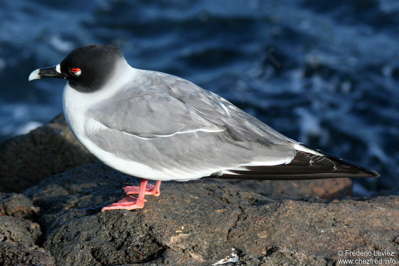 Swallow-tailed Gulladult