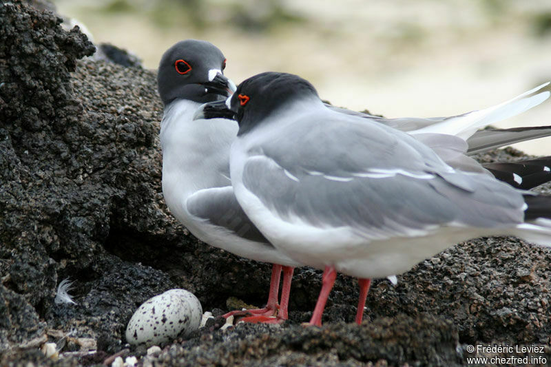 Mouette à queue fourchue adulte