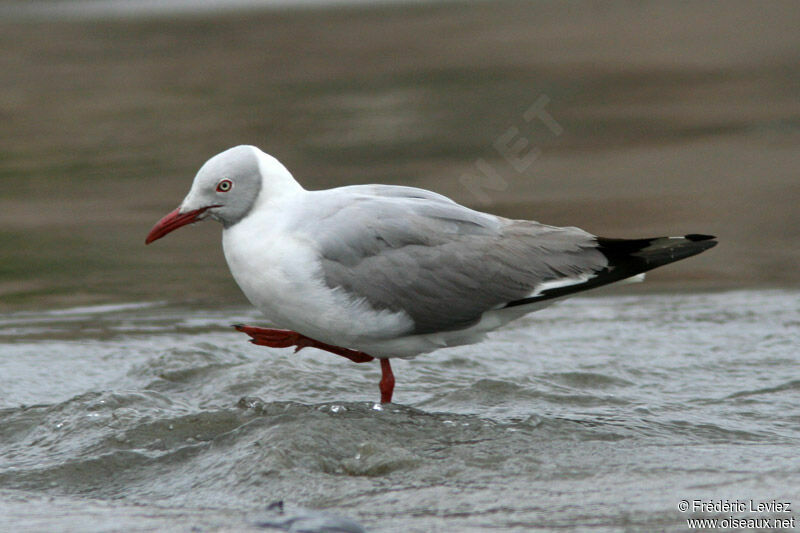 Mouette à tête griseadulte nuptial