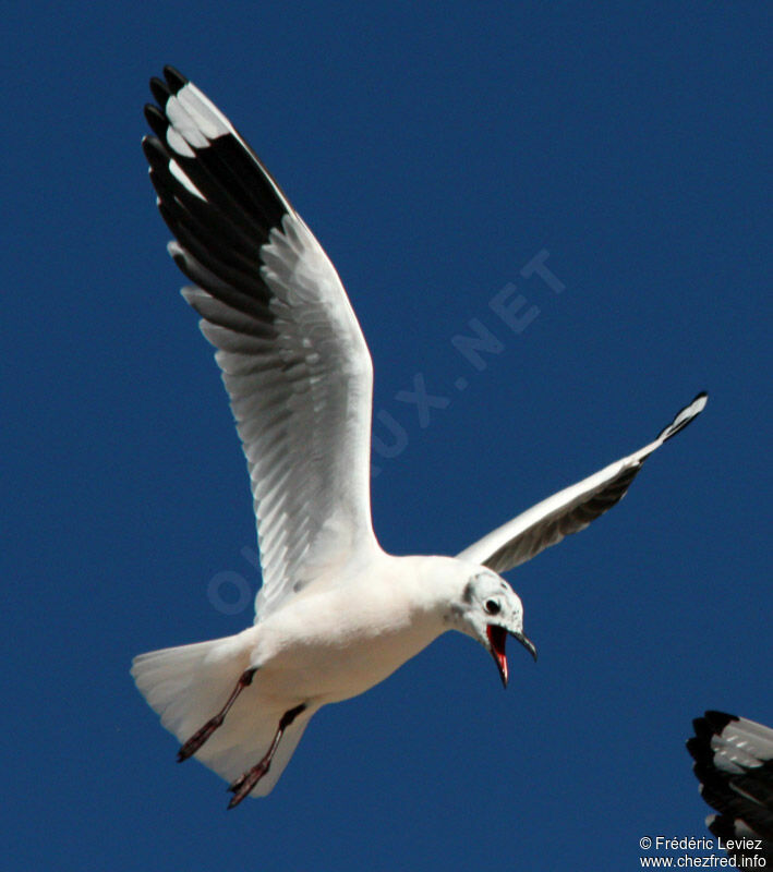 Mouette des Andesadulte internuptial, Vol