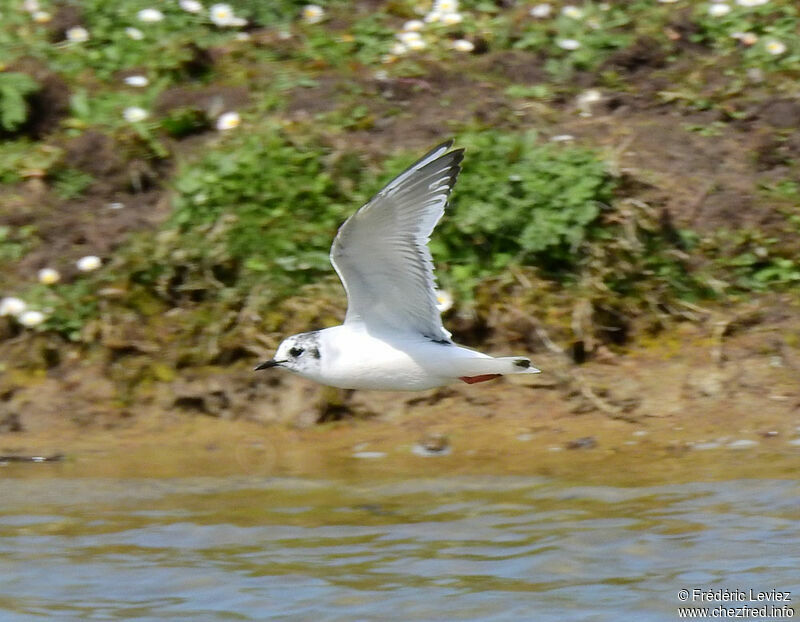 Mouette pygmée2ème année, Vol