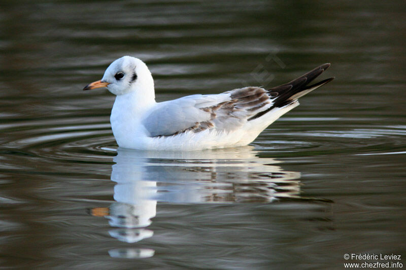 Black-headed GullFirst year