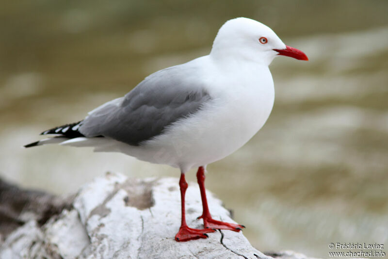 Mouette scopulineadulte nuptial, identification