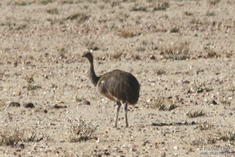 Lesser Rhea, identification