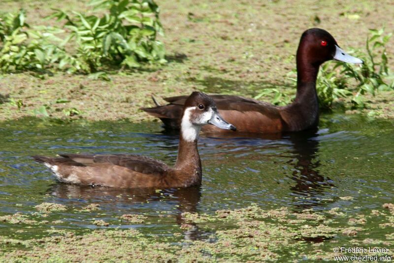 Southern Pochard , identification