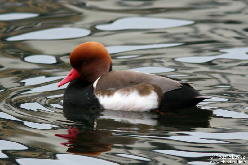 Red-crested Pochard male adult breeding, identification