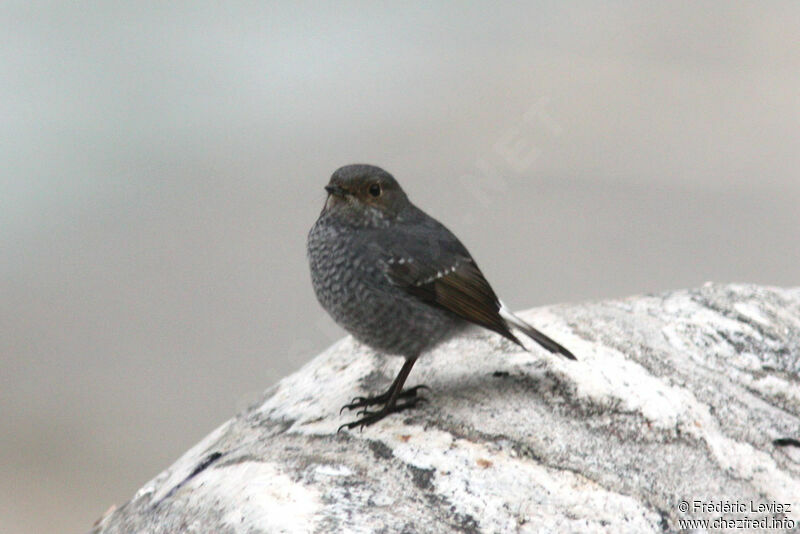 Plumbeous Water Redstart female adult, identification