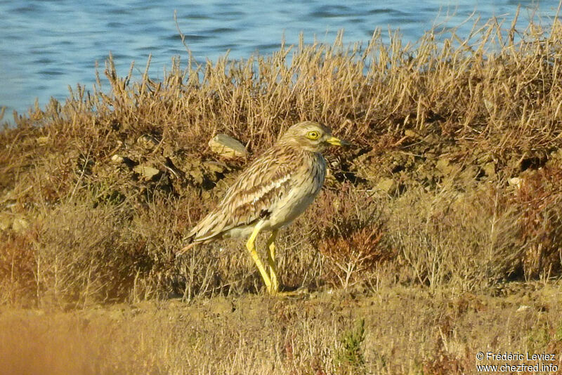 Eurasian Stone-curlew, identification, close-up portrait