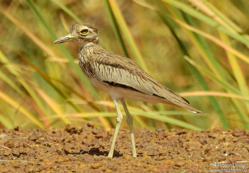 Senegal Thick-kneeadult, identification, close-up portrait