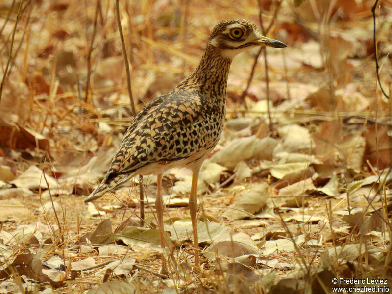 Spotted Thick-kneeadult, identification, close-up portrait