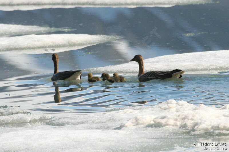 Pink-footed Goose adult