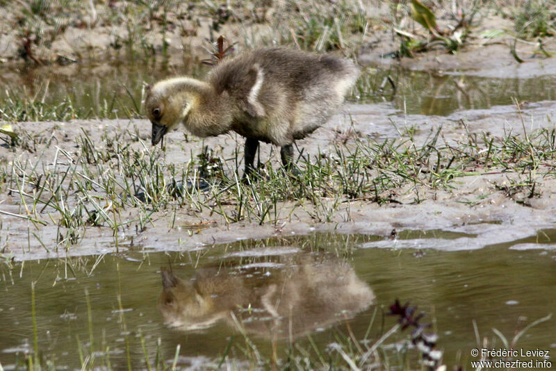 Oie cendrée1ère année, identification, Nidification