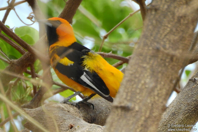 Oriole maculéadulte, identification