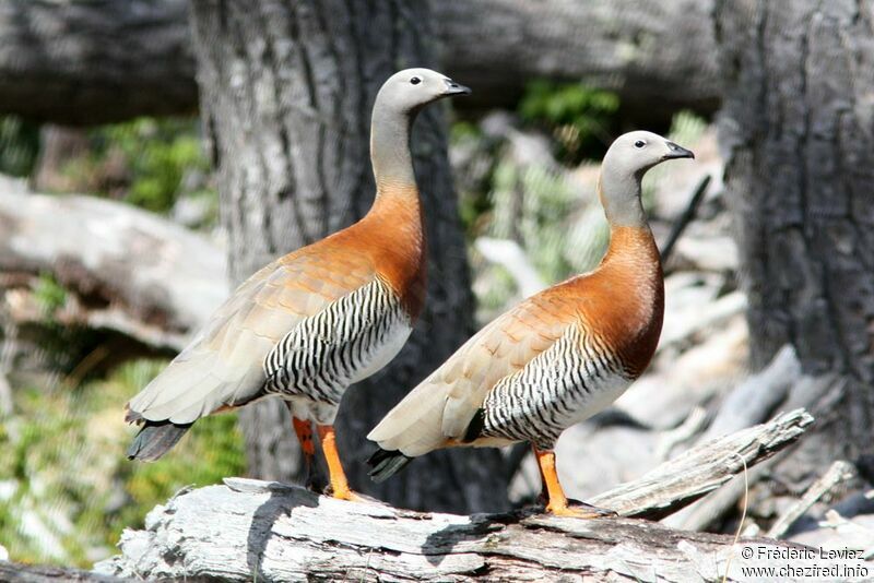 Ashy-headed Goose 