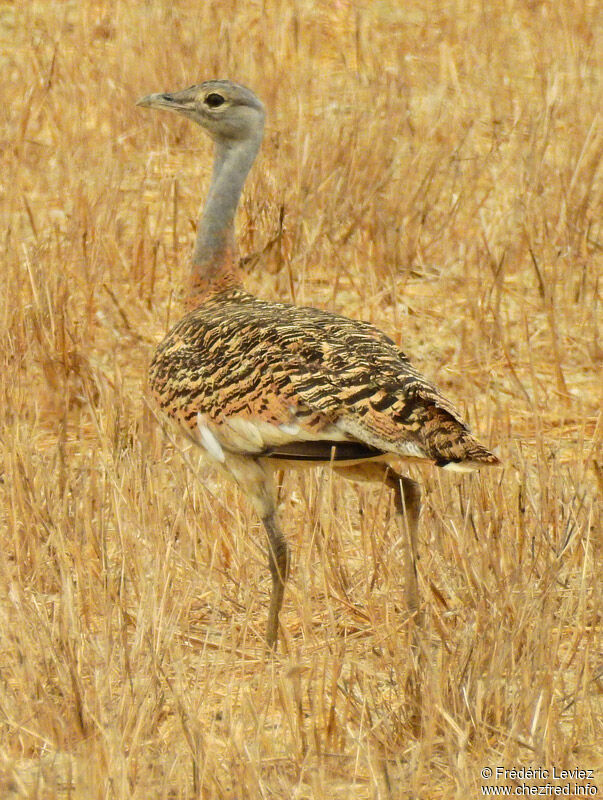 Great Bustard, identification