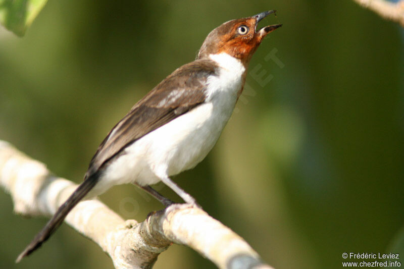 Red-capped Cardinal