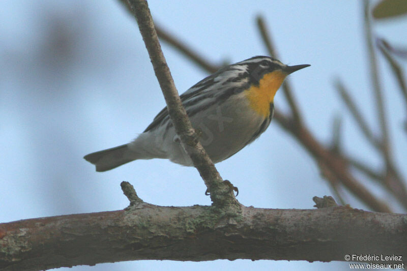 Yellow-throated Warbleradult