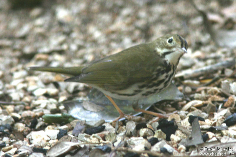 Paruline couronnéeadulte