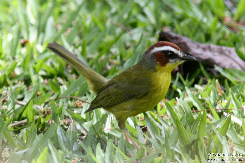 Chestnut-capped Warbleradult, identification