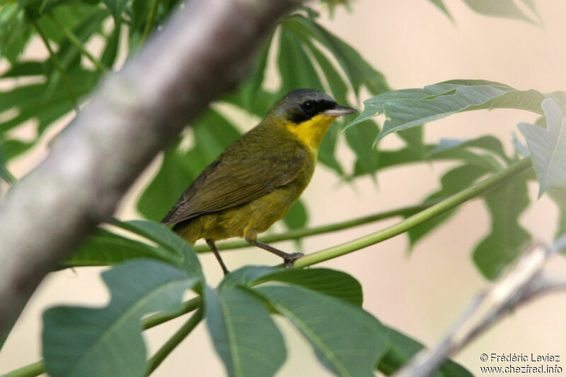 Masked Yellowthroat male adult, identification