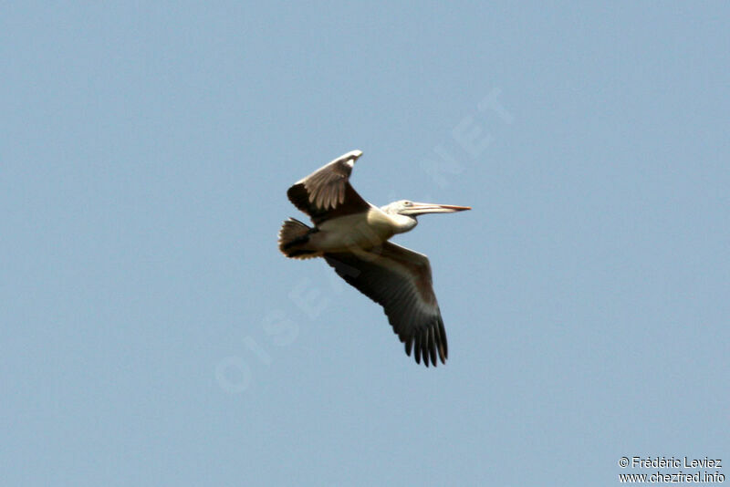 Spot-billed Pelican, Flight