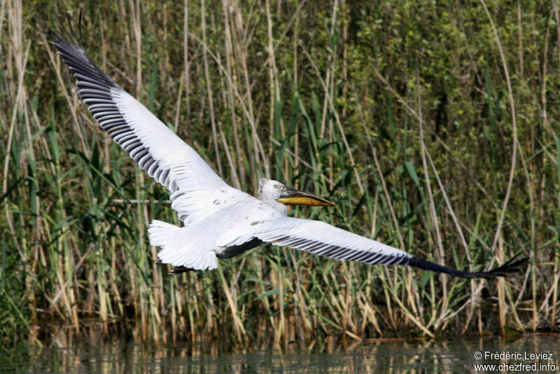 Dalmatian Pelicanadult breeding, Flight