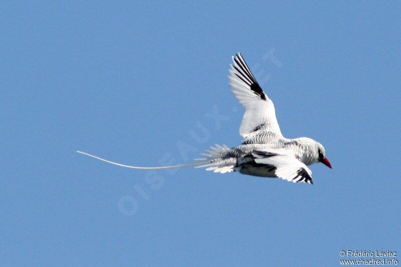 Red-billed Tropicbirdadult