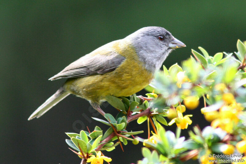 Grey-hooded Sierra Finch male adult