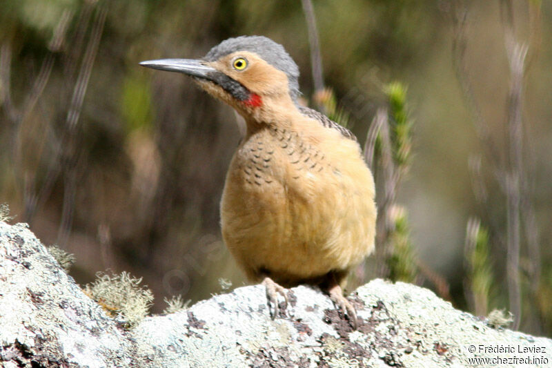 Andean Flickeradult