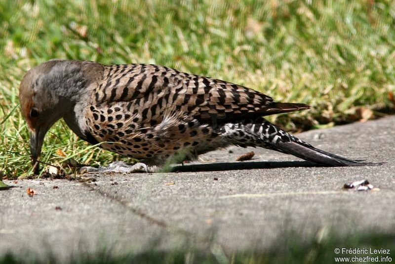 Pic flamboyant femelle adulte, identification, Comportement