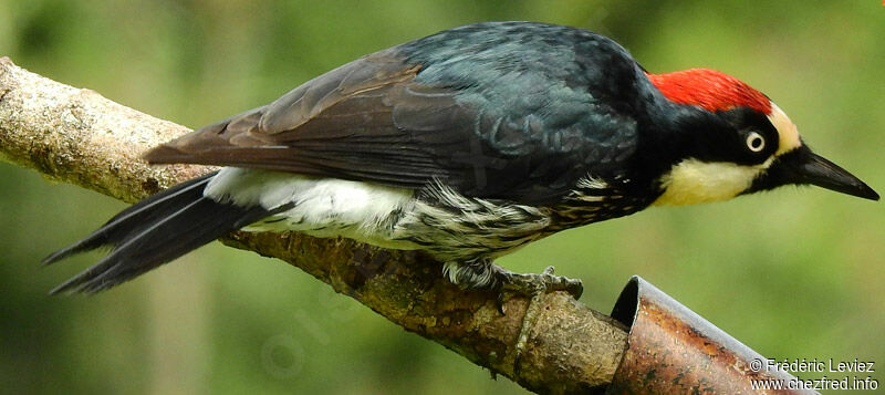 Pic glandivore mâle adulte, identification