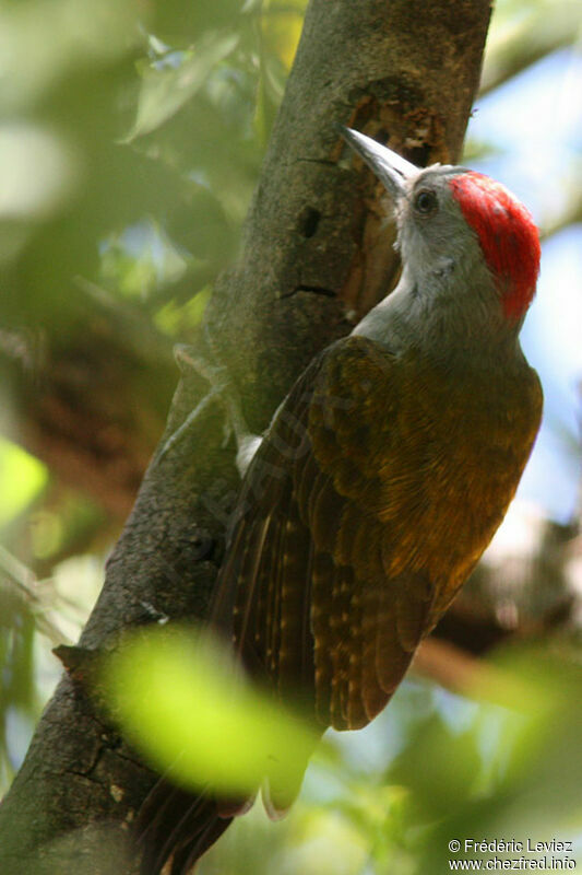 Pic goertan mâle adulte, identification