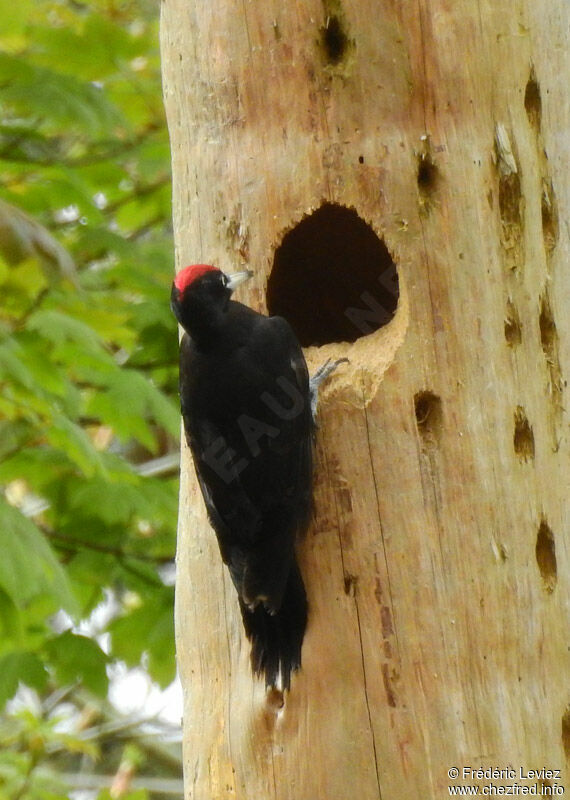 Black Woodpecker male adult, identification, habitat