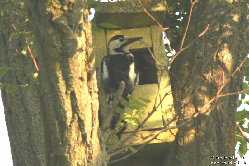 Syrian Woodpecker male adult, identification