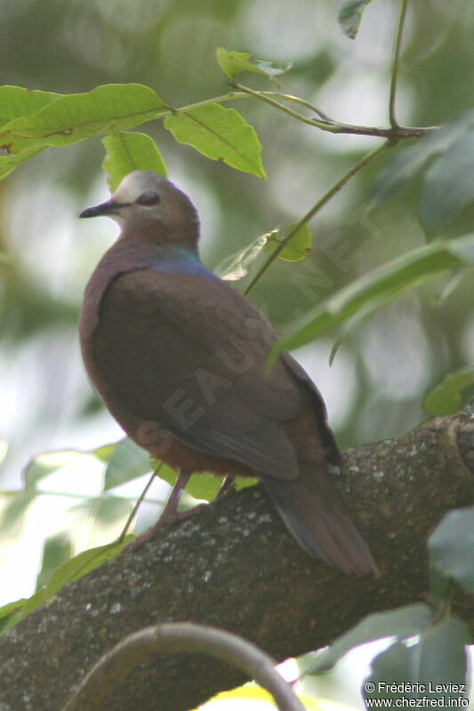 Lemon Dove