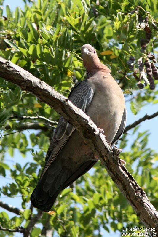 Picazuro Pigeonadult