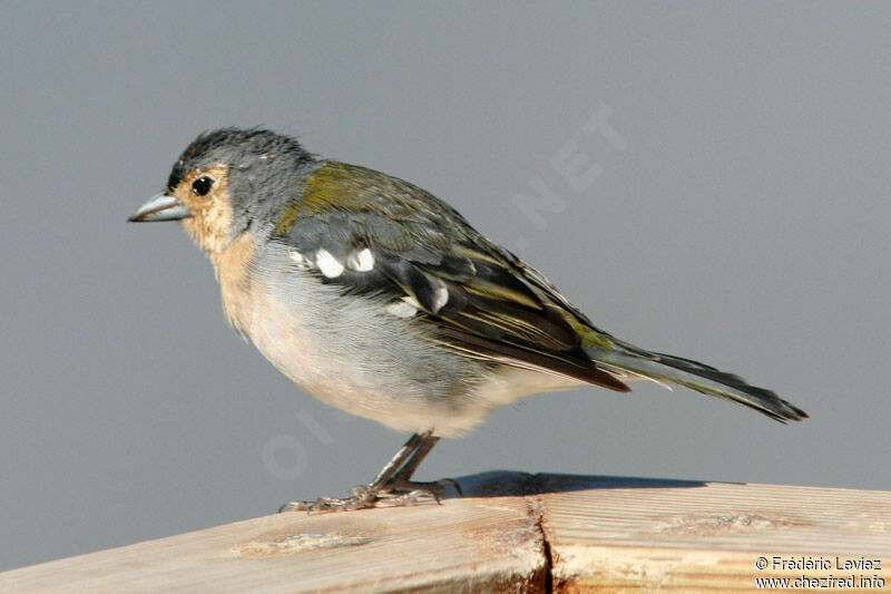 Eurasian Chaffinch male adult