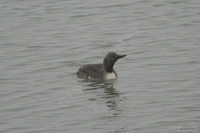 Red-throated Loonadult breeding