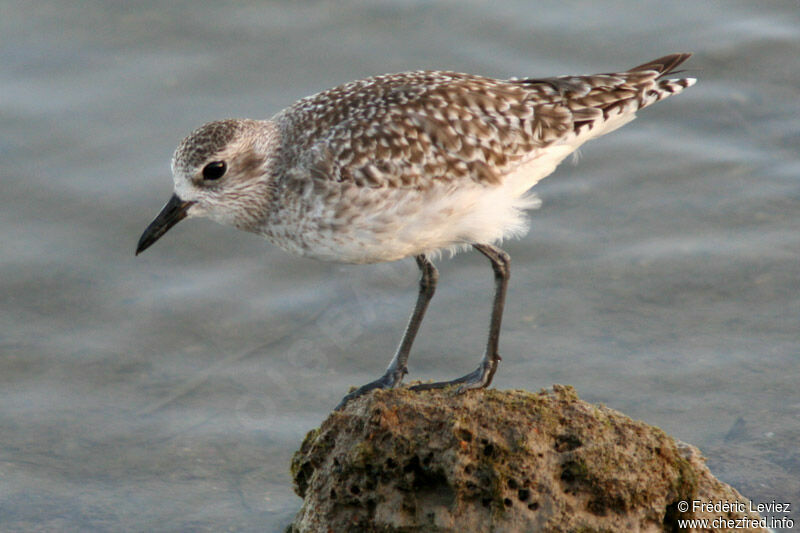 Grey Plover