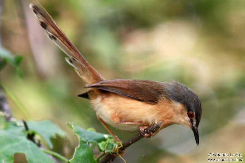 Ashy Priniaadult post breeding, identification