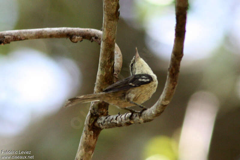 Double-banded Greytail