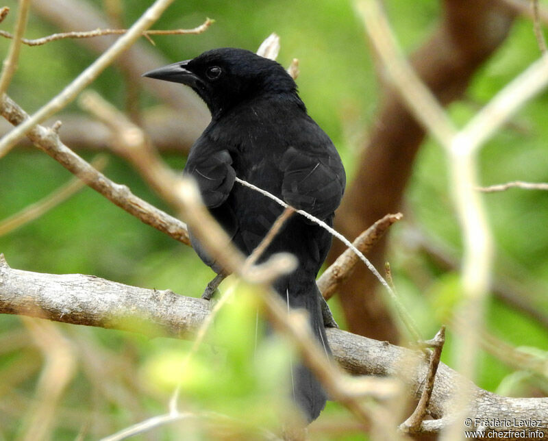 Melodious Blackbirdadult, identification