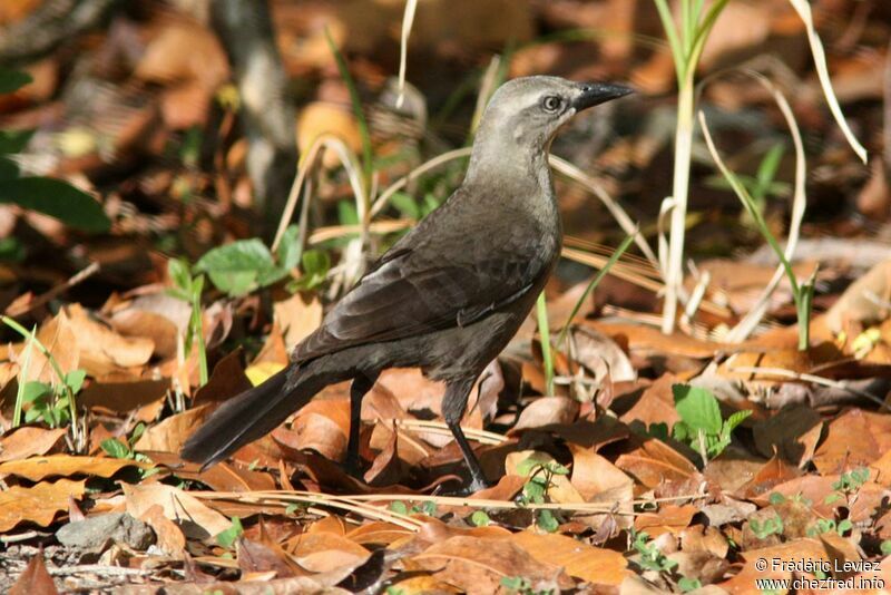 Carib Grackle female adult, identification