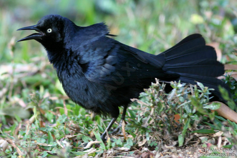 Greater Antillean Grackleadult