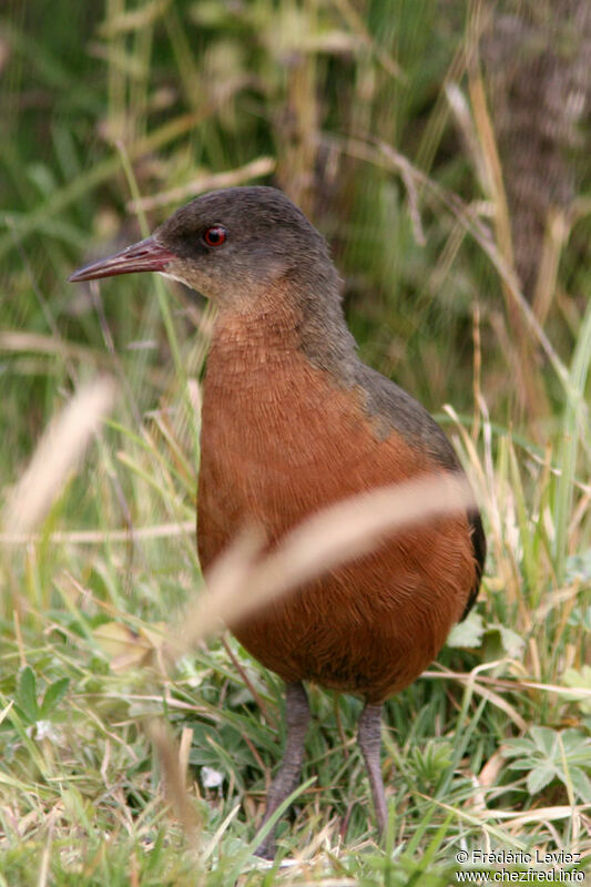 Rouget's Railadult