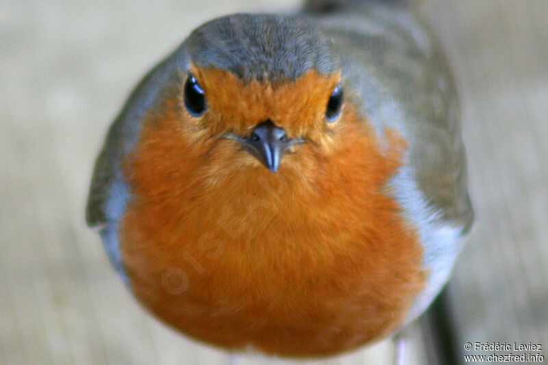 European Robinadult