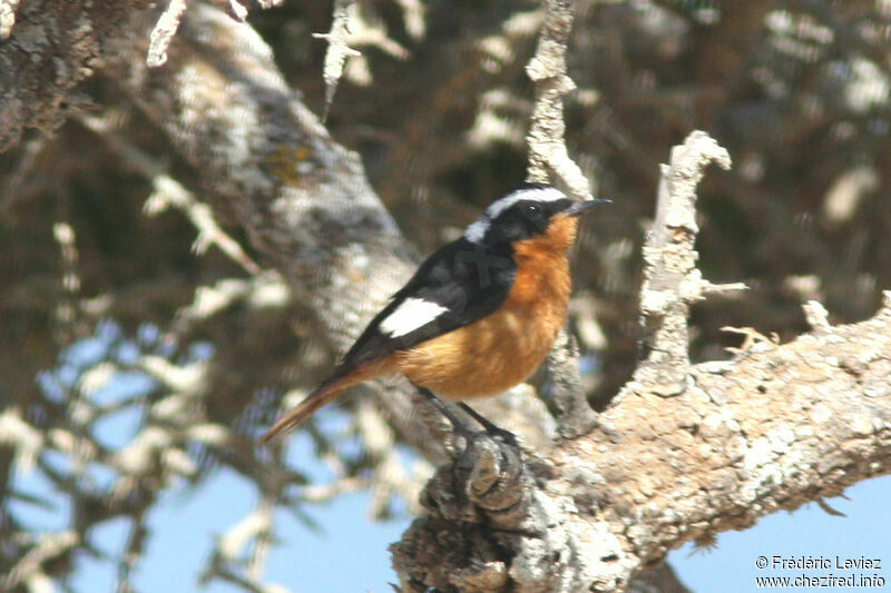 Rougequeue de Moussier mâle adulte, identification