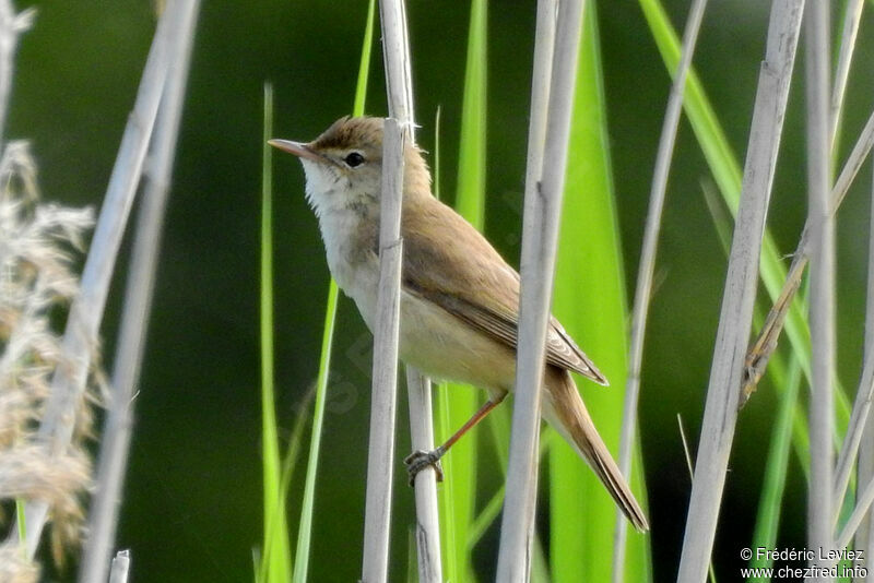 Common Reed Warbleradult, identification, close-up portrait