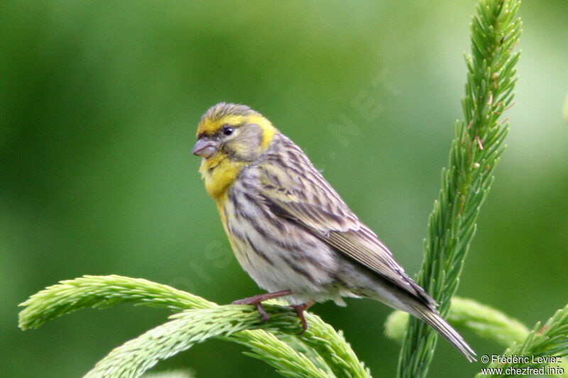 European Serin male adult